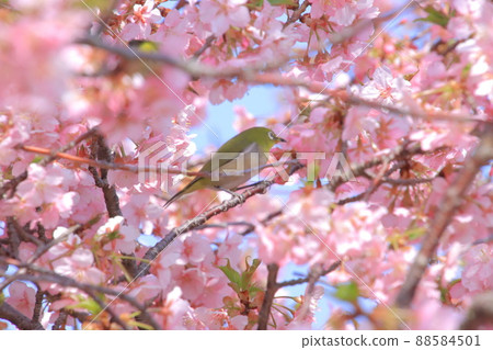 Sakura and Mejiro Sakura and Mejiro 88584501