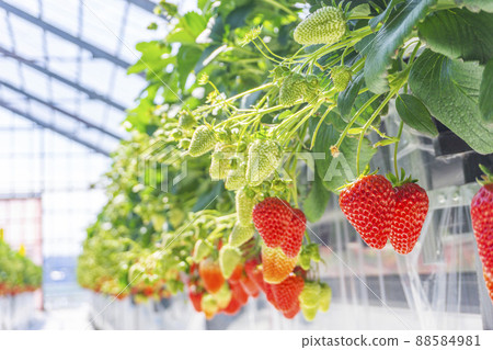 Strawberry farm and fruitful strawberries Strawberry farm and fruitful strawberries 88584981