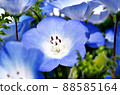 Nemophila 88585164