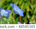 Nemophila 88585165