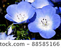 Nemophila 88585166