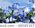 Nemophila 88585167