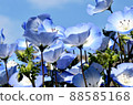 Nemophila 88585168