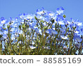 Nemophila 88585169