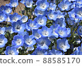 Nemophila 88585170