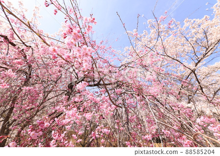 哭泣的櫻花樹和春天的天空 88585204