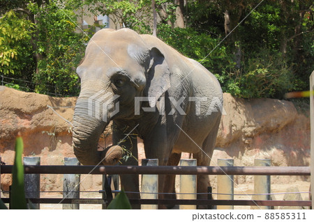 Elephant in Izu no Mori Park Elephant in Izu no Mori Park 88585311