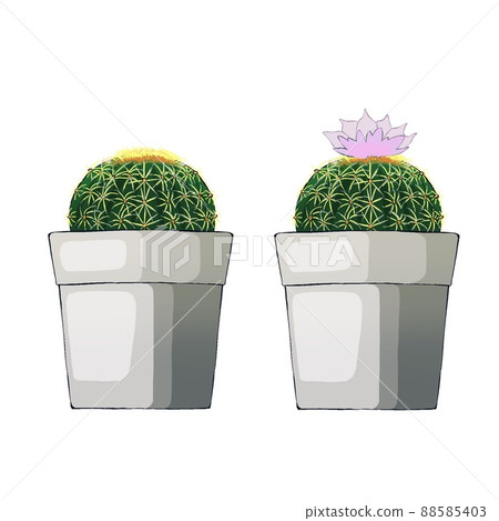 Golden Cactus Golden Cactus 88585403