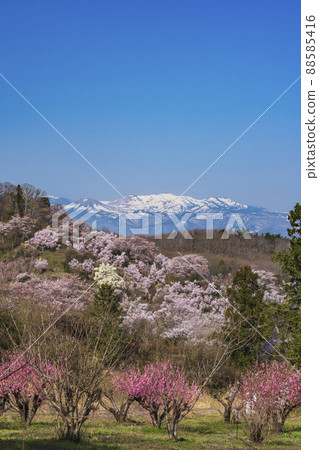 從花見山公園眺望吾妻小富士 88585416