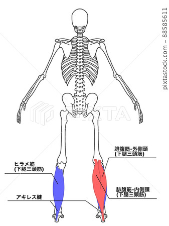 Human whole body skeleton and triceps surae (color-coded, Japanese name of each part) Human whole body skeleton and triceps surae (color-coded, Japanese name of each part) 88585611