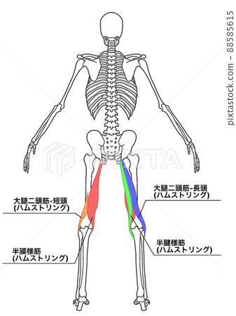 Human whole body skeleton and hamstring (color-coded, Japanese name of each part) Human whole body skeleton and hamstring (color-coded, Japanese name of each part) 88585615