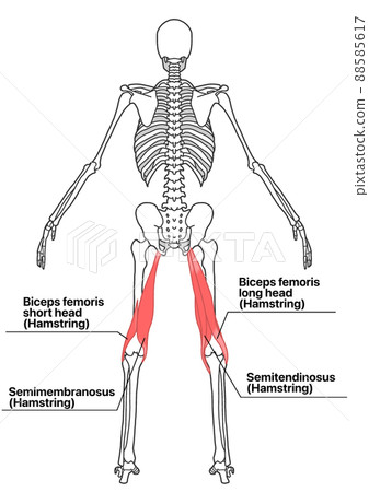 Human whole body skeleton and hamstring (English name of each part) Human whole body skeleton and hamstring (English name of each part) 88585617