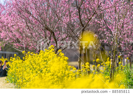 古河桃花節 桃花和油菜花 古河桃花節 桃花和油菜花 88585811