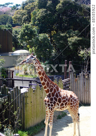 Totsu no Mori Park "Giraffe" 88585922