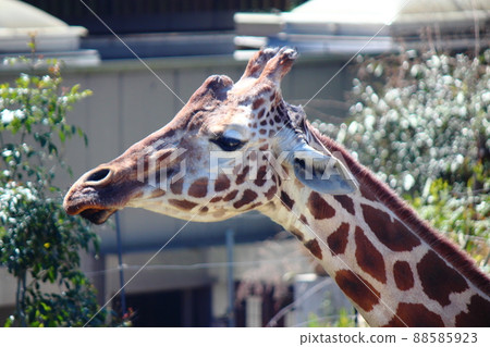 Totsu no Mori Park "Giraffe" 88585923
