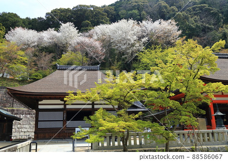 清水寺櫻【京都市東山區】 清水寺櫻【京都市東山區】 88586067