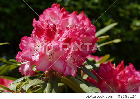 Rhododendron and Red Hill Heater Forest Rhododendron and Red Hill Heater Forest 88586124