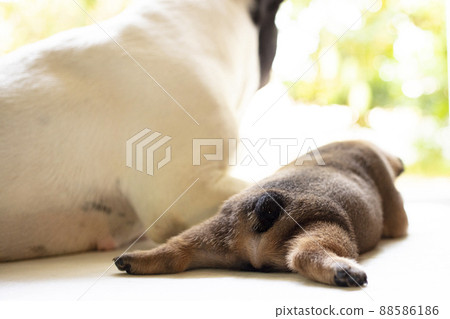 New born french bulldog puppy New born french bulldog puppy 88586186