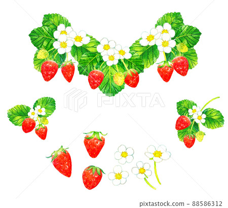 草莓果、花、葉的水彩插圖素材集 手繪插圖集水果 88586312