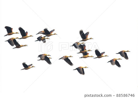 Image of flock lesser whistling duck (Dendrocygna javanica) flying in the sky. Bird. Animals. Image of flock lesser whistling duck (Dendrocygna javanica) flying in the sky. Bird. Animals. 88586746