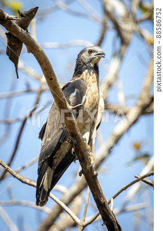 Image of oriental honey buzzard bird on a tree branch on nature background. Hawk. Animals. 88586752