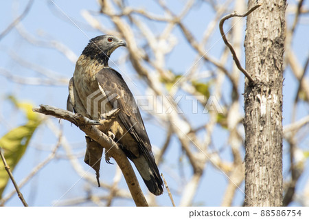 Image of oriental honey buzzard bird on a tree branch on nature background. Hawk. Animals. Image of oriental honey buzzard bird on a tree branch on nature background. Hawk. Animals. 88586754