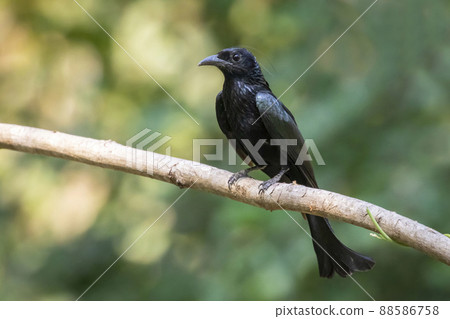 Image of Hair crested drongo bird on a tree branch on nature background. Animals. Image of Hair crested drongo bird on a tree branch on nature background. Animals. 88586758
