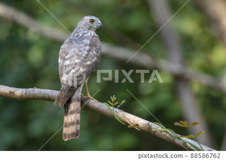 Image of Shikra Bird ( Accipiter badius) on a tree branch on nature background. Animals. 88586762