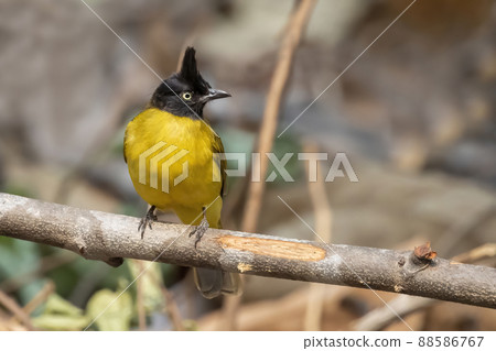 Image of Black crested Bulbul bird on a tree branch on nature background. Animals. Image of Black crested Bulbul bird on a tree branch on nature background. Animals. 88586767