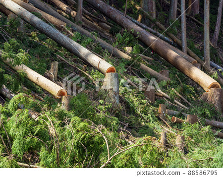 Timber logging Timber logging 88586795