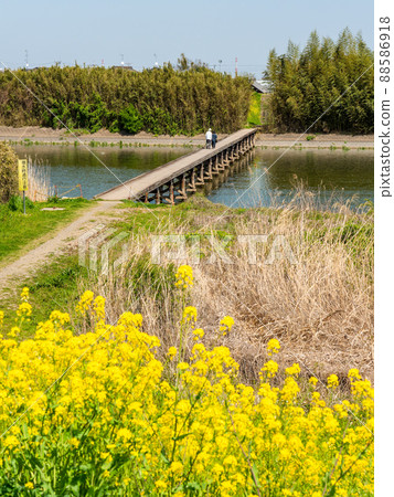 A rare subsidence bridge in the Kanto region, Kokai River, spring scenery of Omenuma Bridge A rare subsidence bridge in the Kanto region, Kokai River, spring scenery of Omenuma Bridge 88586918