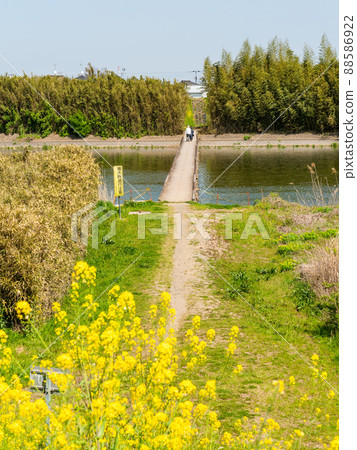 關東地區罕見的沉降橋，Kokai河，Omenuma橋的春天風景 88586922