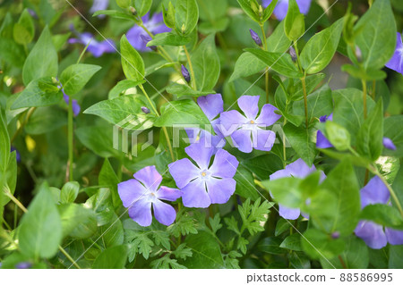 Tunnitzichiensis（藤每日草） 88586995