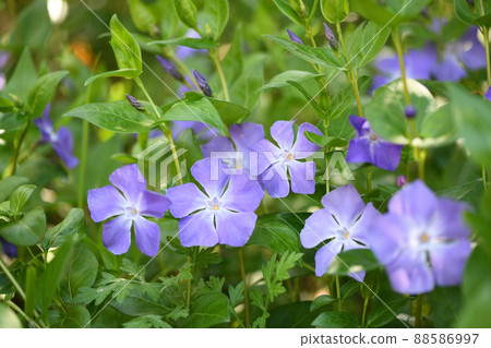 Tunnitzichiensis (Vine Daily grass) Tunnitzichiensis (Vine Daily grass) 88586997