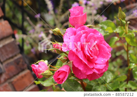 Passionate rose Passionate rose 88587212