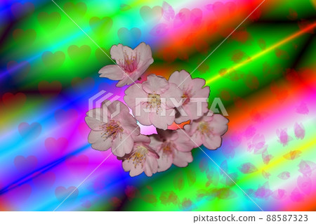 對比和櫻花 88587323