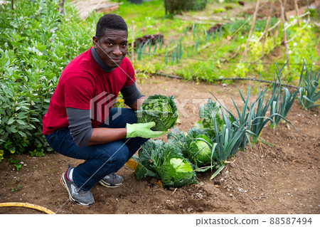 African man harvesting Savoy cabbage African man harvesting Savoy cabbage 88587494