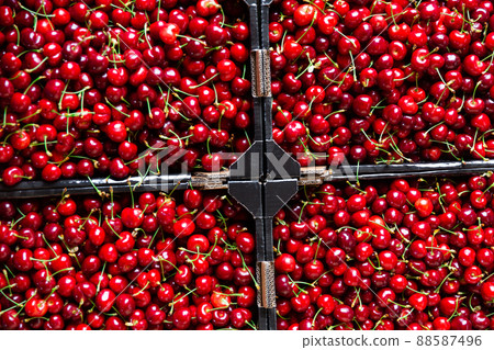 crates full of ripe red cherries 88587496