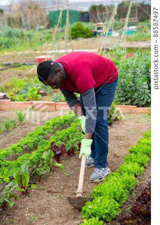 African gardener weeding with hoe in kitchen garden African gardener weeding with hoe in kitchen garden 88587497