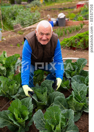 Elderly gardener checking young cabbages Elderly gardener checking young cabbages 88587508
