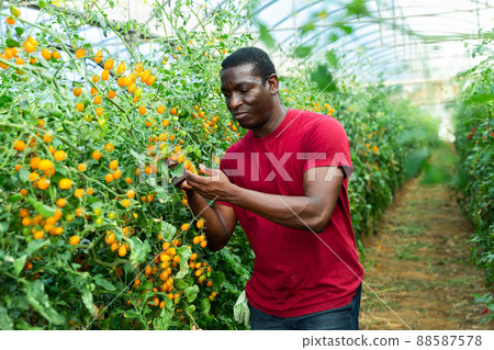 African american grower checking crop of yellow grape tomatoes 88587578