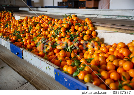 Tangerines on sorting line 88587587