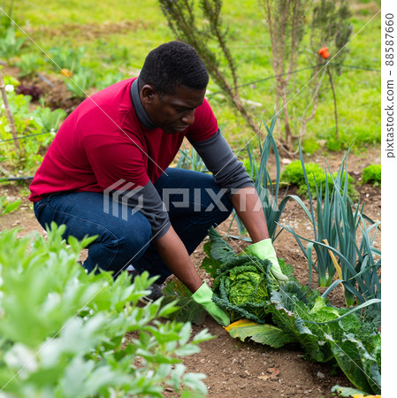 African-american worker picks cabbage in the garden African-american worker picks cabbage in the garden 88587660