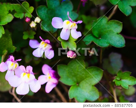 Flowers called small weeds that bloom around my house Flowers called small weeds that bloom around my house 88587705