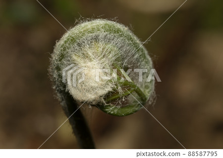 Mainspring Mainspring 88587795