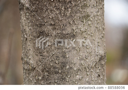 Phellodendron amurense Rupr. 學名:Phellodendron amurense Rupr。 Phellodendron amurense Rupr. 學名:Phellodendron amurense Rupr。 88588036