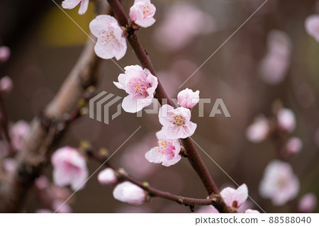 桃花學名：Prunus persica 生藥名：Tounin（生藥原料為桃子） 88588040
