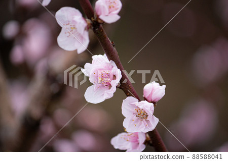 桃花學名:Prunus persica 生藥名:Tounin(生藥原料為桃子) 桃花學名:Prunus persica 生藥名:Tounin(生藥原料為桃子) 88588041