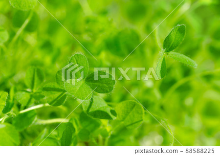 Red clover leaves in bright sunlight, close-up. Young trifoliate, leaves with three leaflets, of Trifolium pratense. Green young plants and microgreens. Herb, used as a garnish or as a leaf vegetable. 88588225