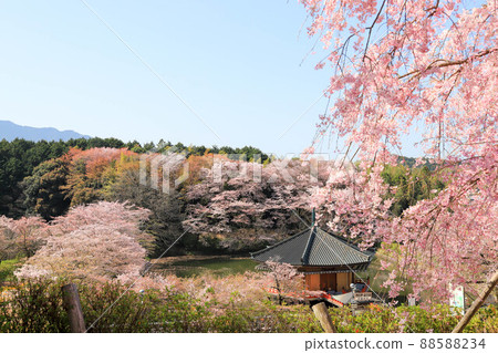 Sakura at Abe Monjuin in Nara Sakura at Abe Monjuin in Nara 88588234